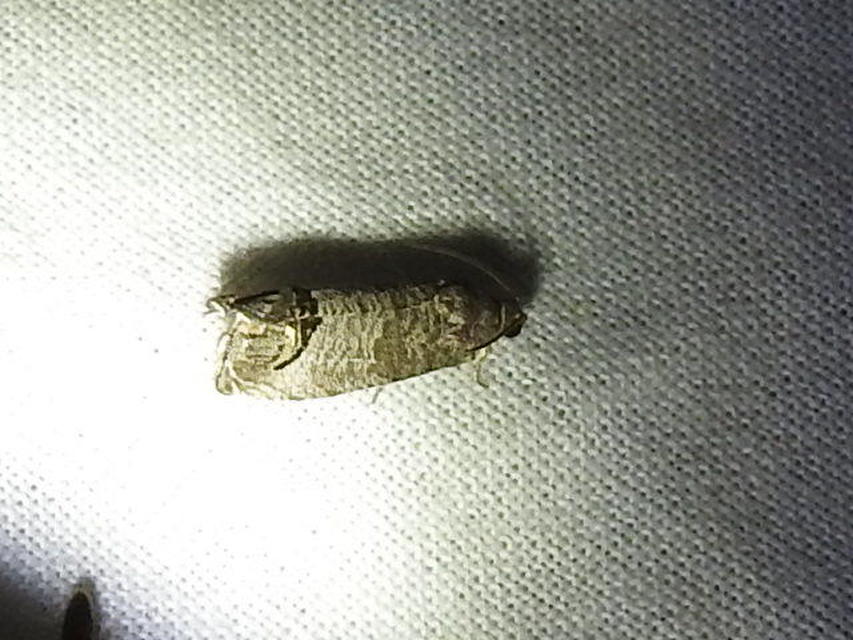 Cydia pomonella - almamoly