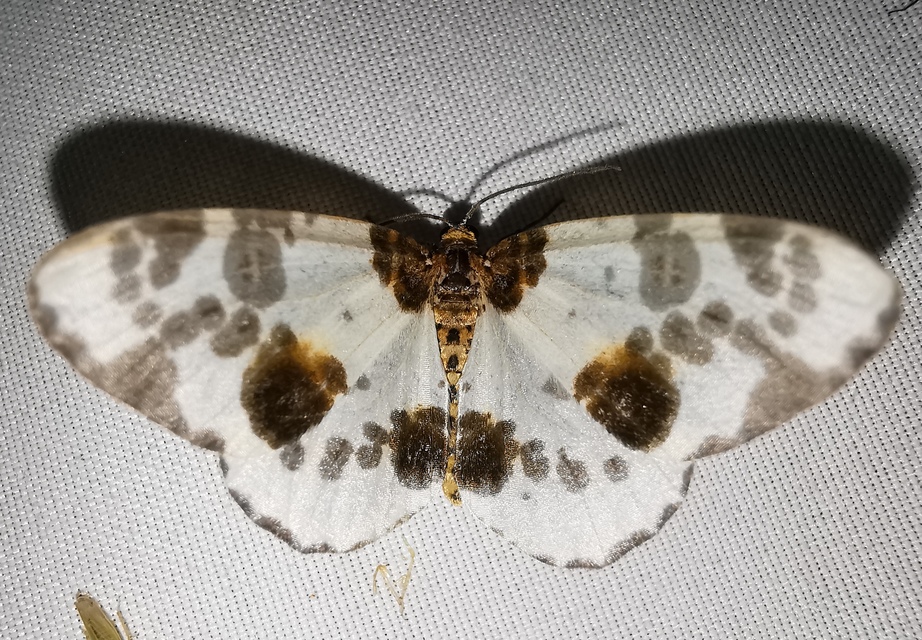 Abraxas sylvata - sárgafoltos araszoló