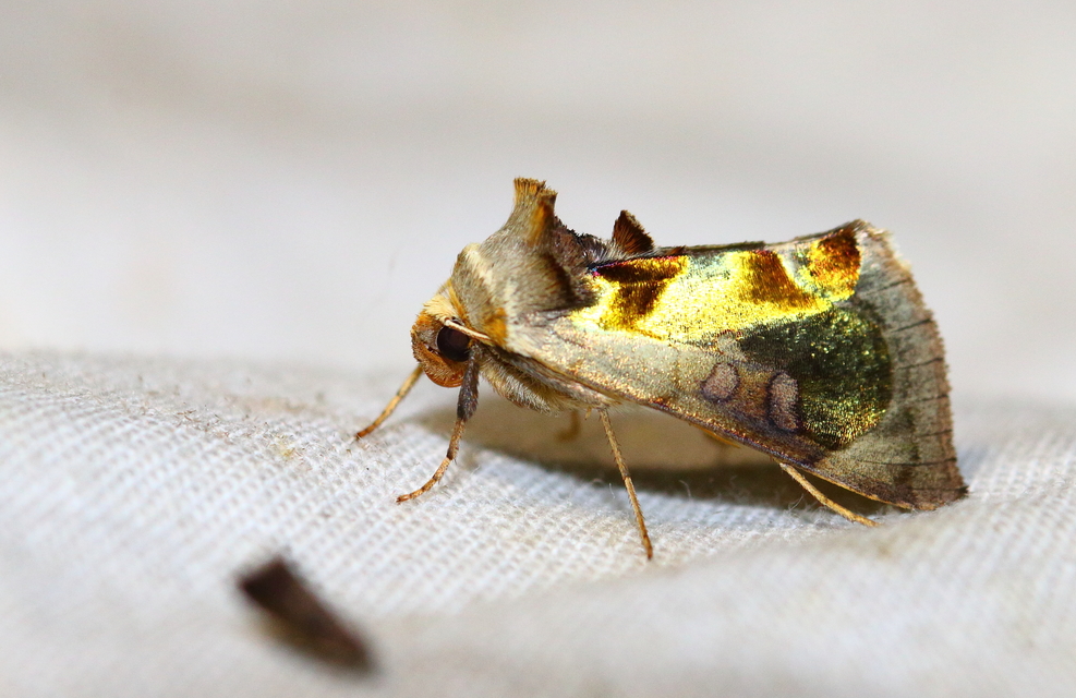 Diachrysia zosimi - nemes aranybagoly
