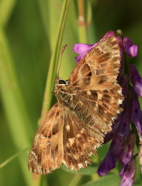 Carcharodus alceae - mályva-busalepke