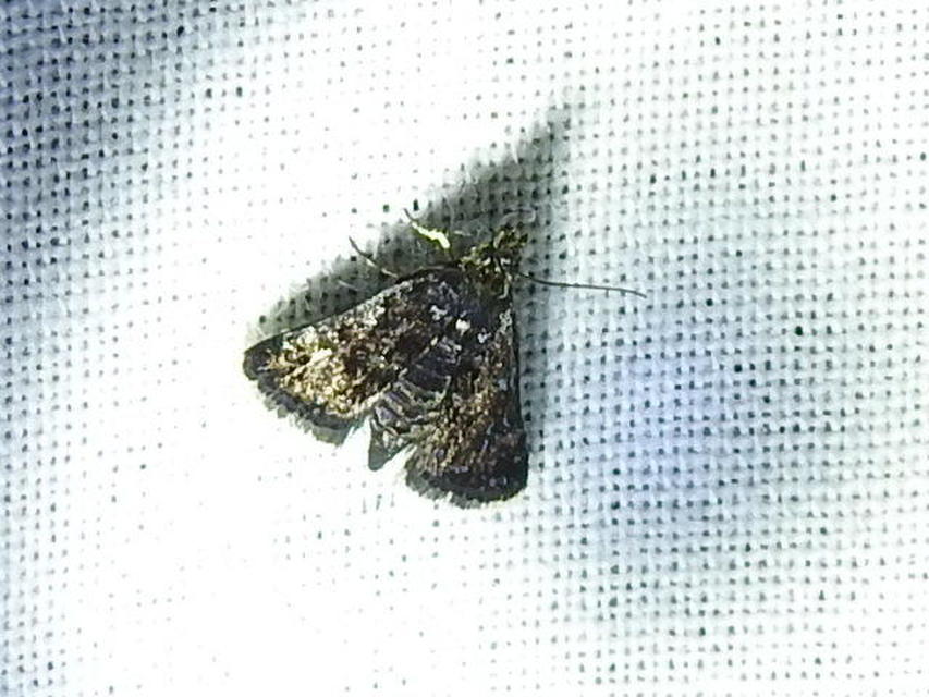 Heliothela wulfeniana - fényes kormosmoly