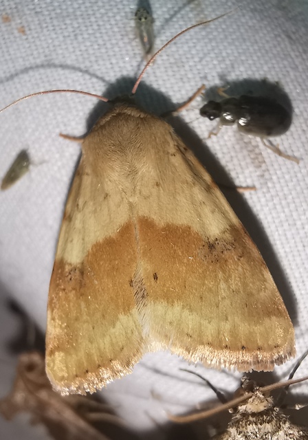 Heliothis viriplaca - mácsonyabagoly