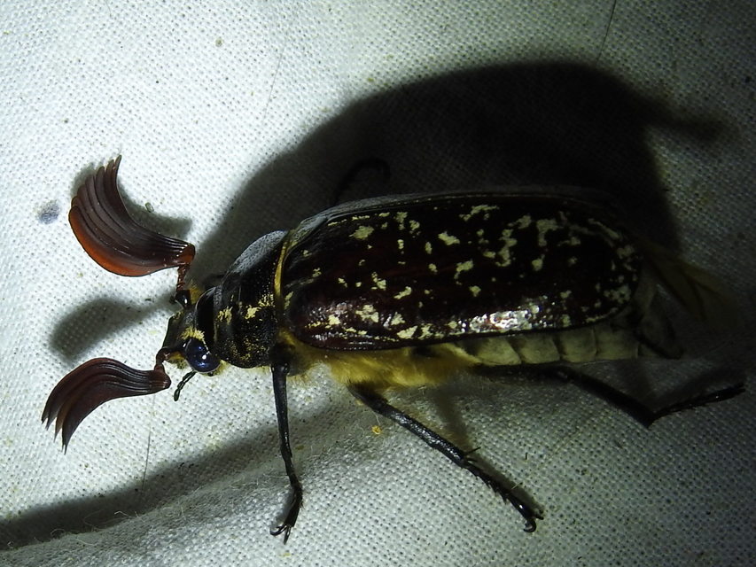 Polyphylla fullo - csapó cserebogár
