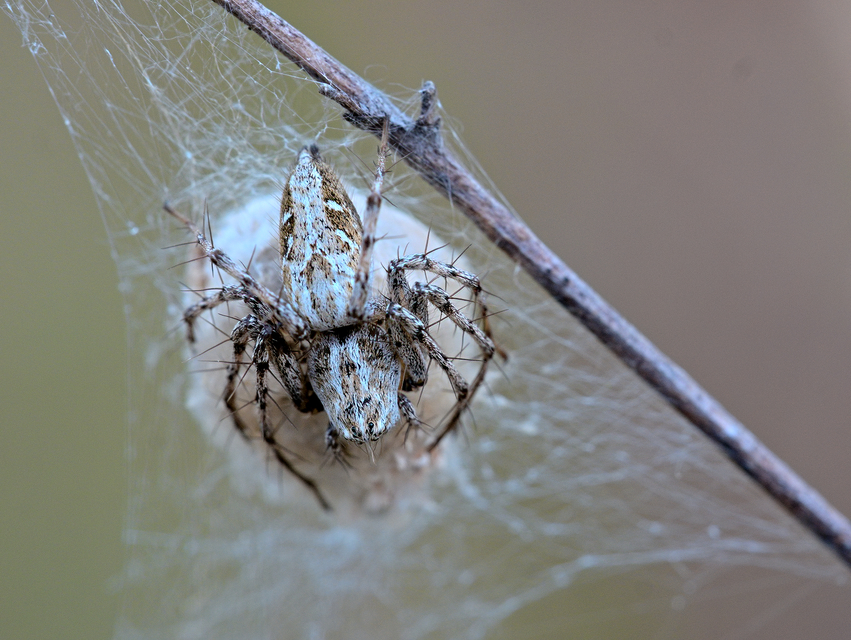 Oxyopes heterophthalmus - homoki hiúzpók