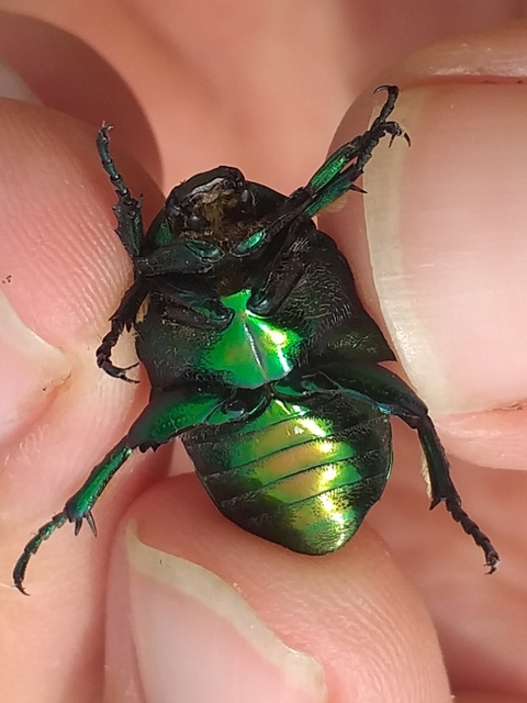 Protaetia affinis - smaragdzöld virágbogár