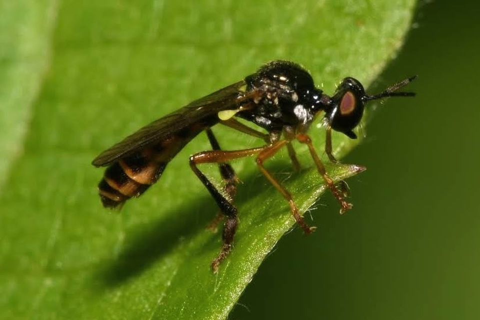 Dioctria lateralis