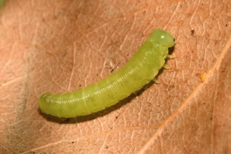 Tenthredinidae - valódi levéldarazsak