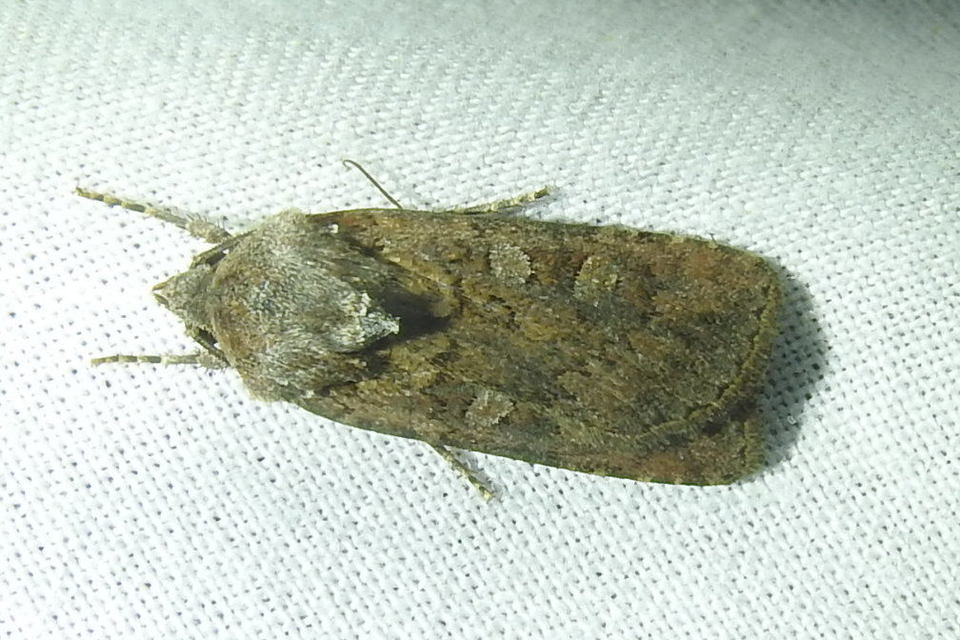 Euxoa tritici/nigrofusca/eruta
