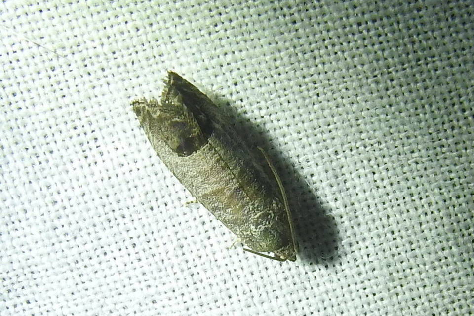 Cydia pomonella/pyrivora