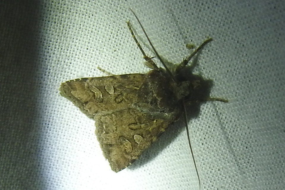 Euxoa tritici/nigrofusca/eruta