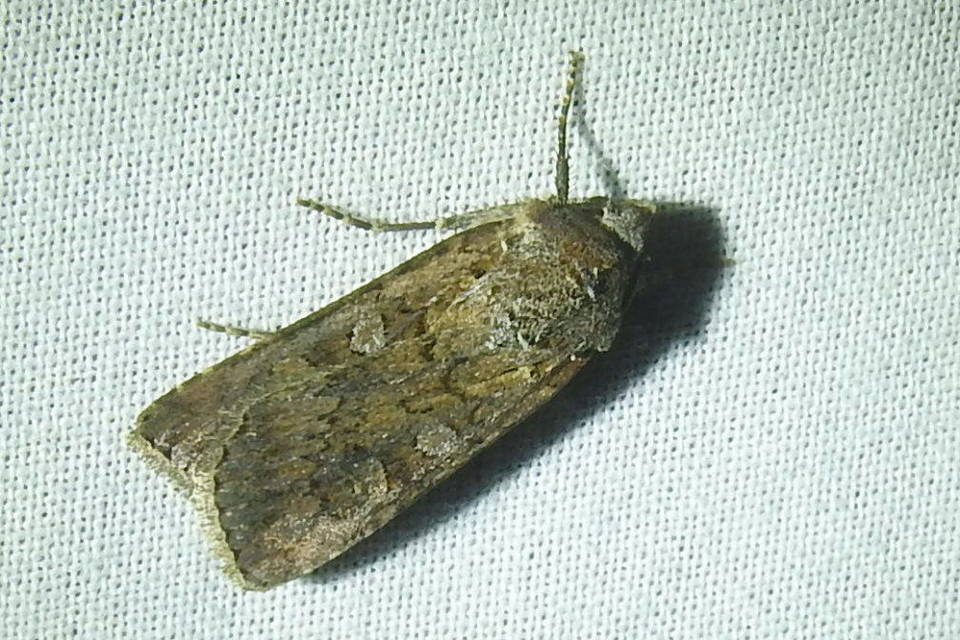 Euxoa tritici/nigrofusca/eruta
