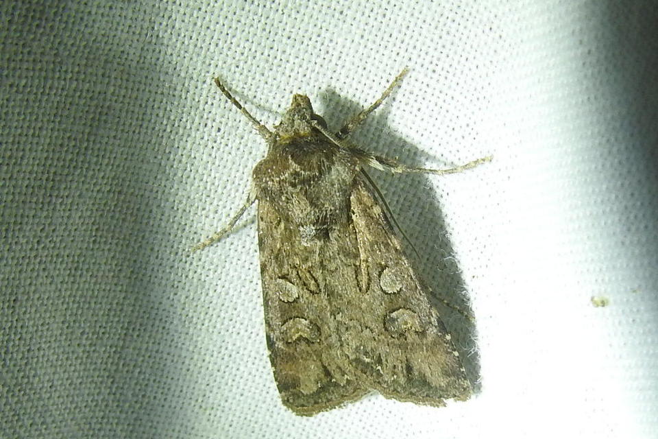 Euxoa tritici/nigrofusca/eruta