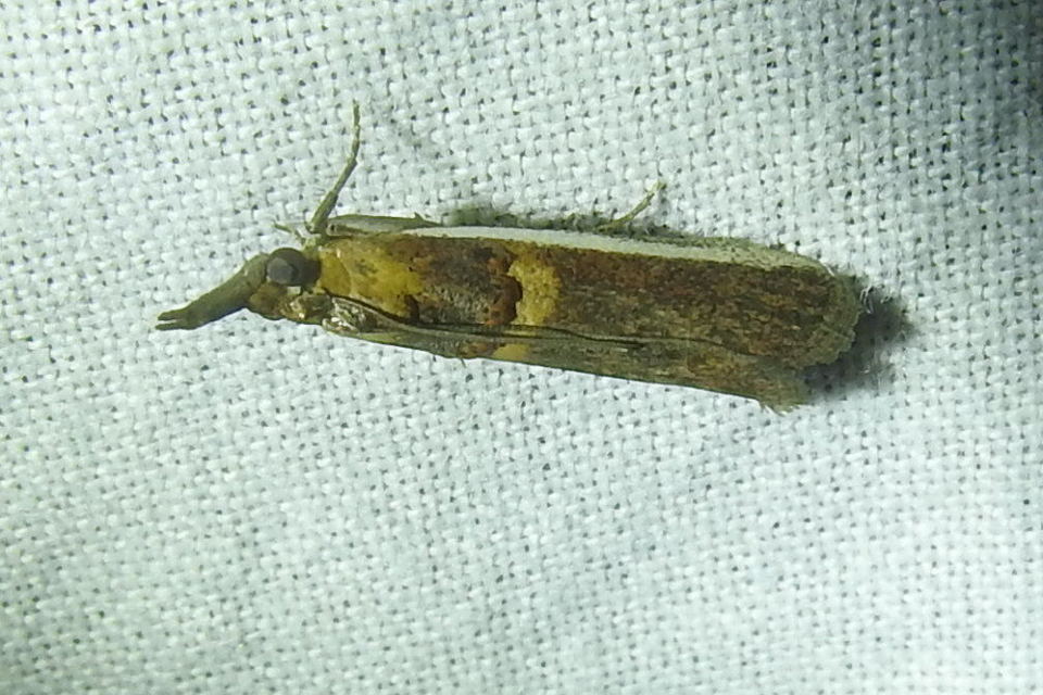 Etiella zinckenella - akácmoly