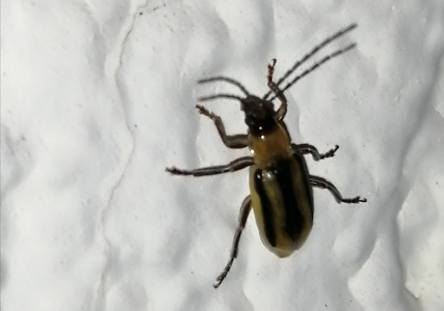 Diabrotica virgifera - amerikai kukoricabogár