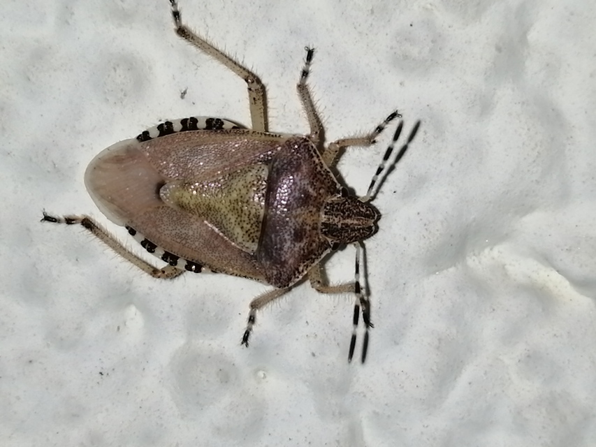 Dolycoris baccarum - közönséges bogyómászó-poloska