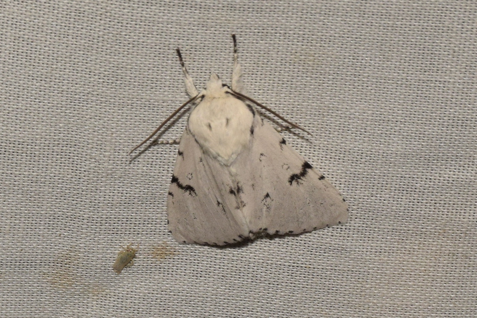 Acronicta leporina - fehér szigonyosbagoly
