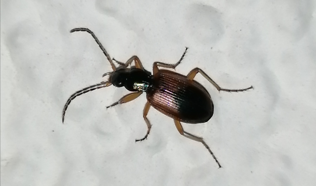Anchomenus dorsalis - hátfoltos kisfutó