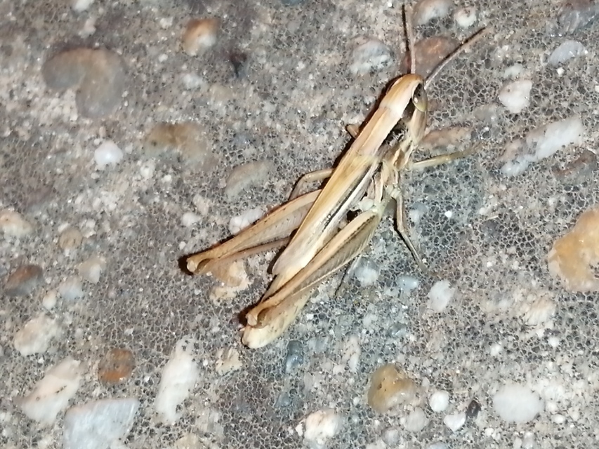 Euchorthippus declivus - rövidszárnyú rétisáska
