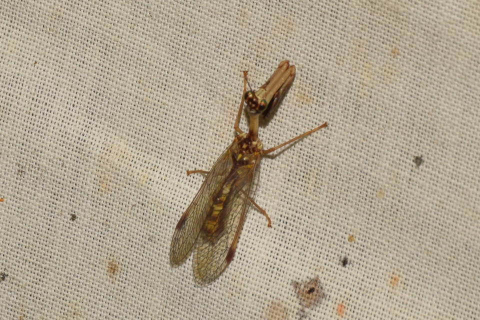 Mantispa styriaca - kétszínű fogólábú-fátyolka