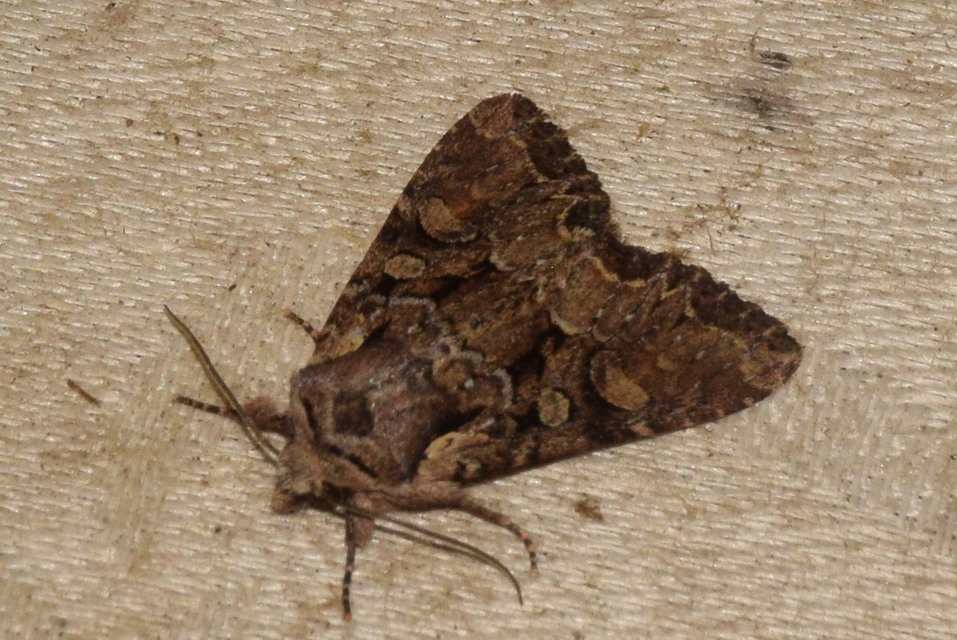 Lacanobia thalassina - borbolya-kertibagoly
