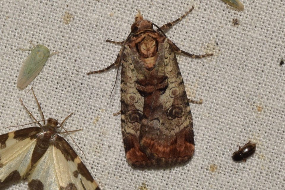 Epilecta linogrisea - karcsú sárgafűbagoly