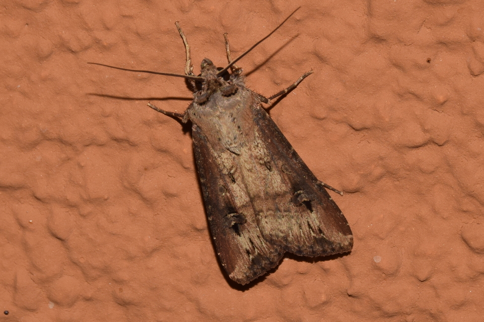 Agrotis ipsilon - nagy földibagoly