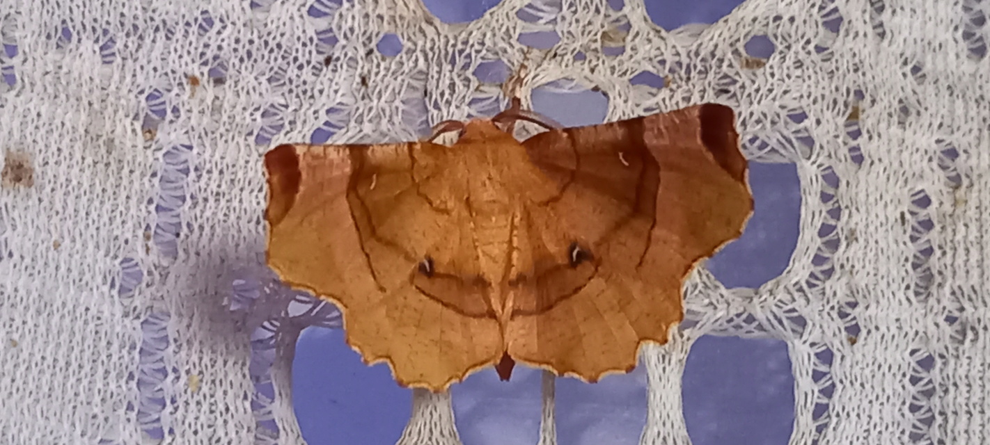 Selenia lunularia - egyfoltos holdasaraszoló