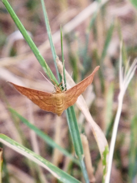 Idaea ochrata - okkerszínű sávosaraszoló