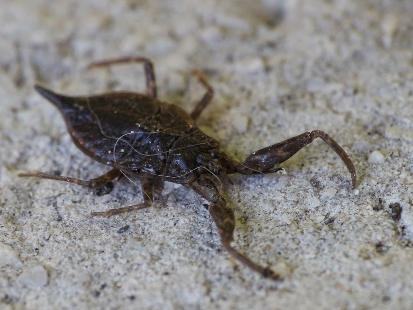 Nepa cinerea - víziskorpió