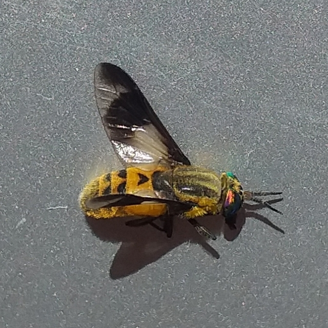 Chrysops