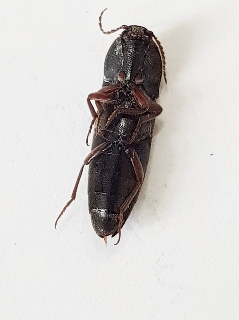 Melanotus