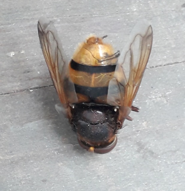 Volucella zonaria - kétöves pihelégy