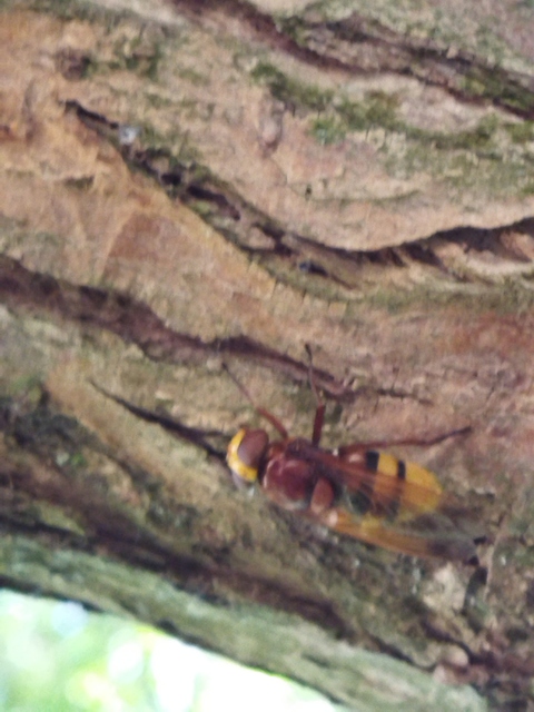 Volucella zonaria - kétöves pihelégy