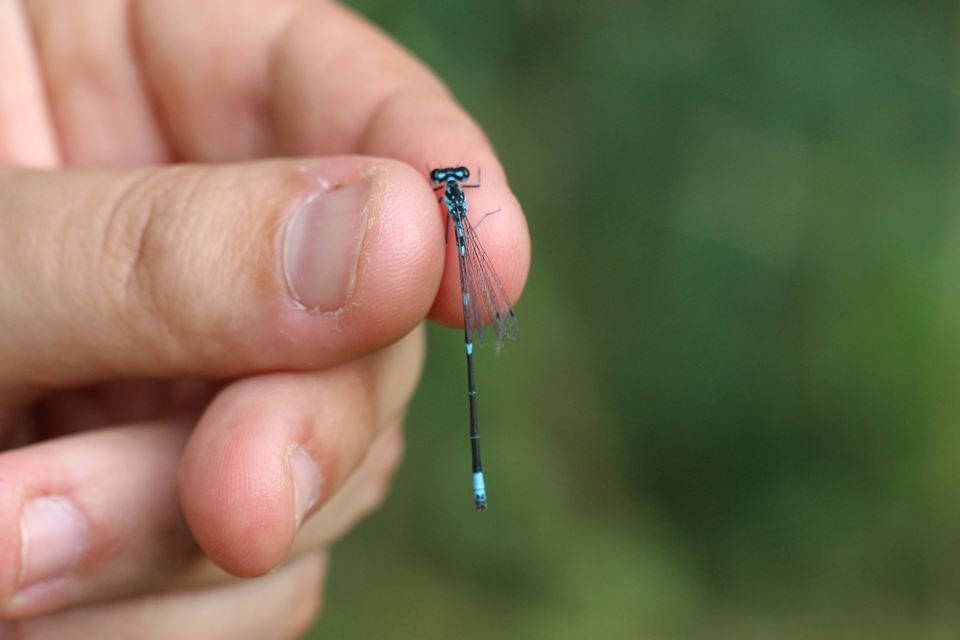Coenagrion pulchellum - karcsú légivadász