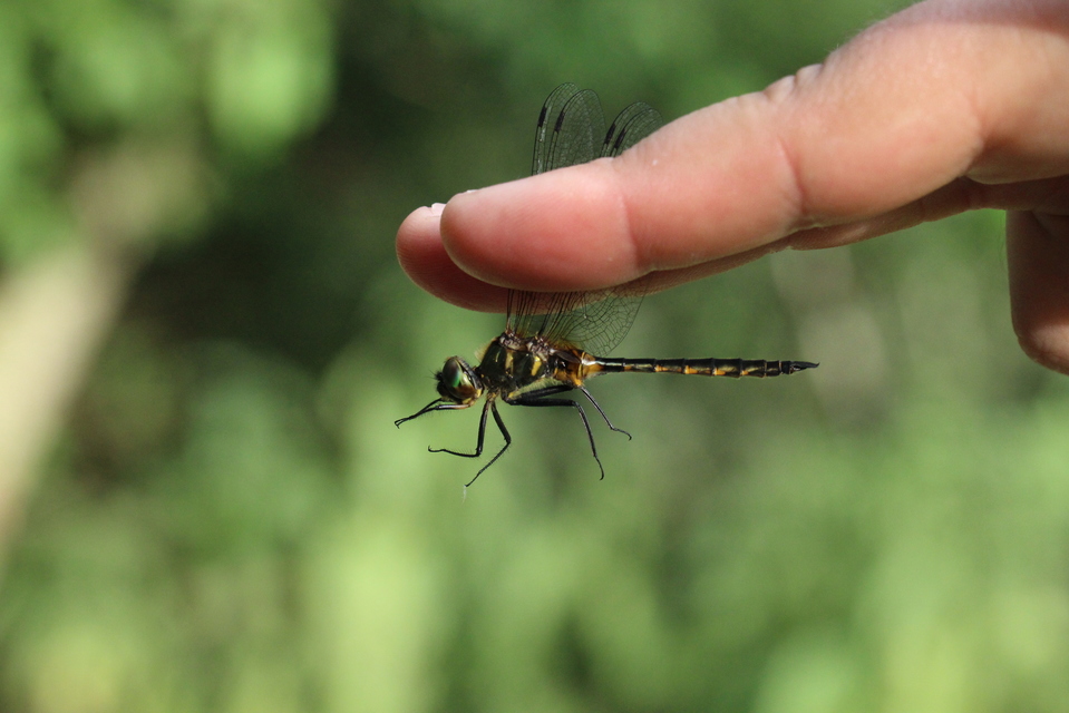 Somatochlora flavomaculata - sárgafoltos smaragdszitakötő