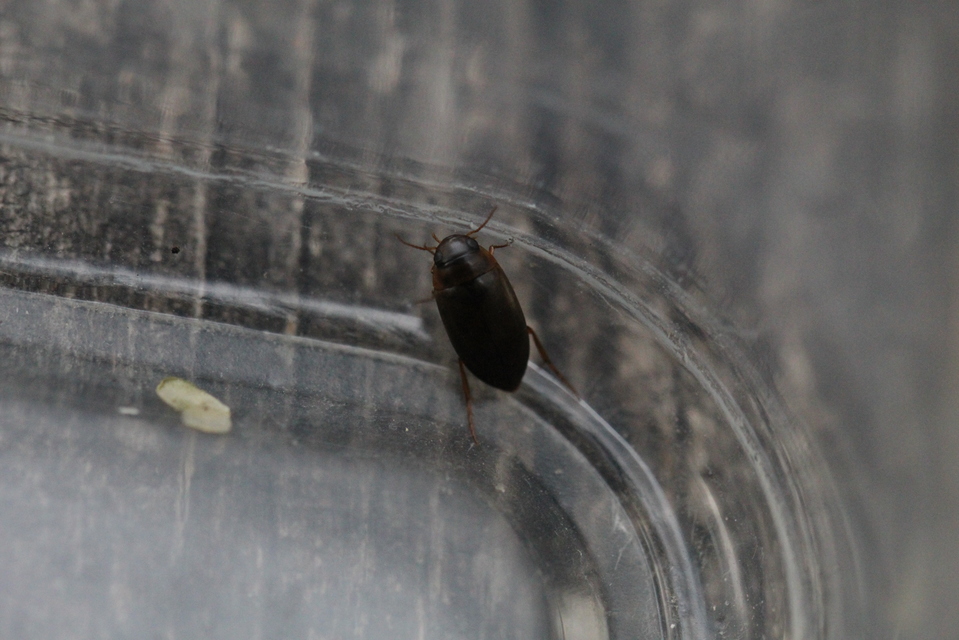 Liopterus haemorrhoidalis - rozsdás csíkbogár Liopterus haemorrhoidalis - rozsdás csíkbogár