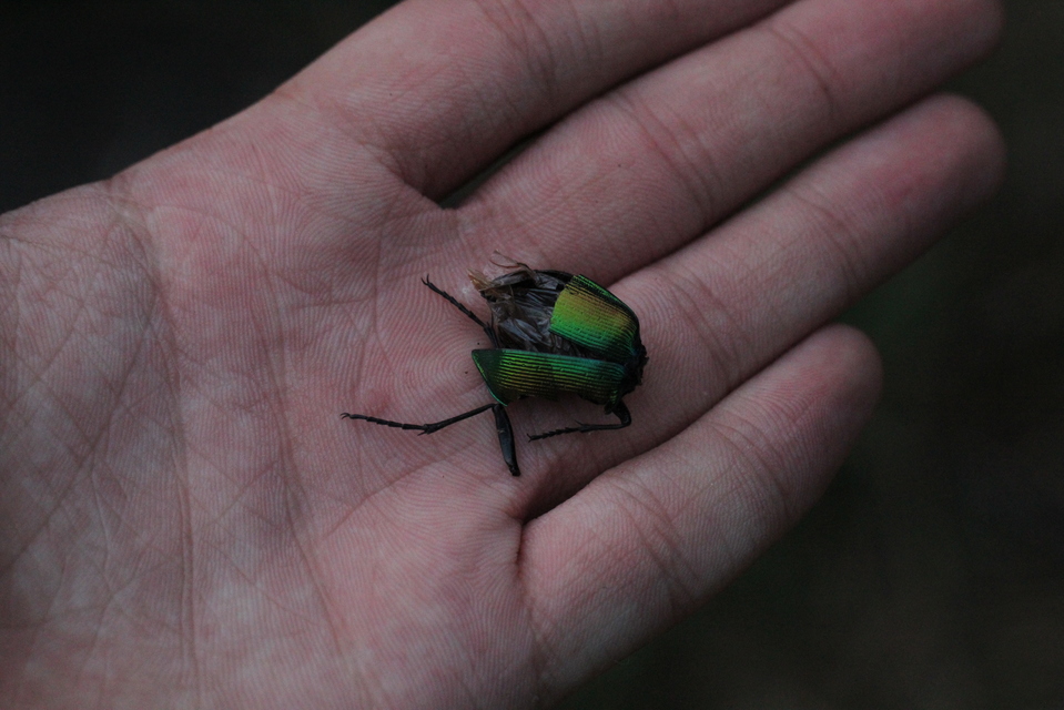 Calosoma sycophanta - aranyos bábrabló