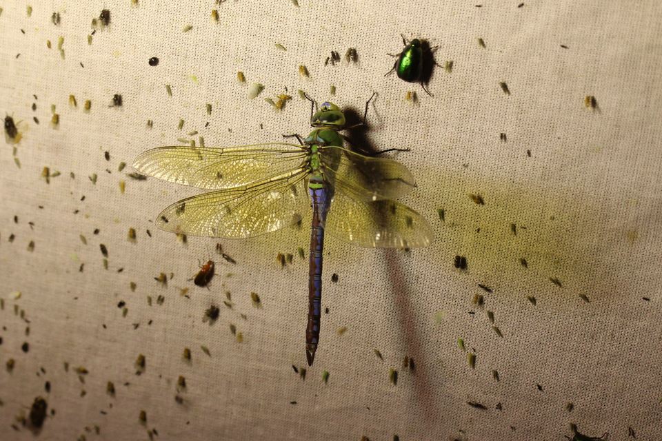 Anax imperator - zöld óriásacsa