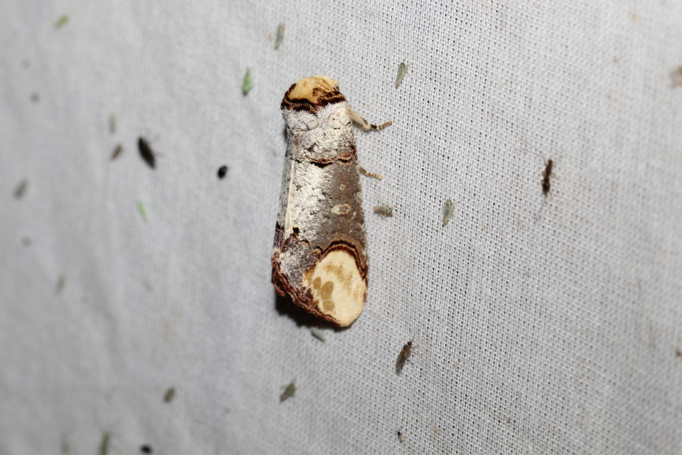 Phalera bucephala - sárgafoltos púposszövő