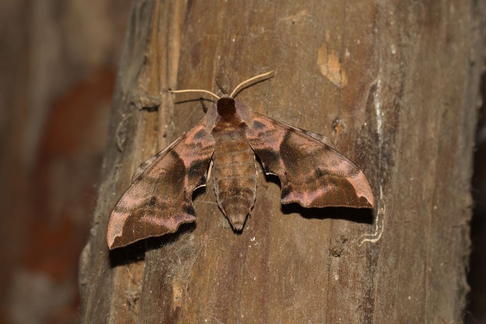 Smerinthus ocellatus - esti pávaszem