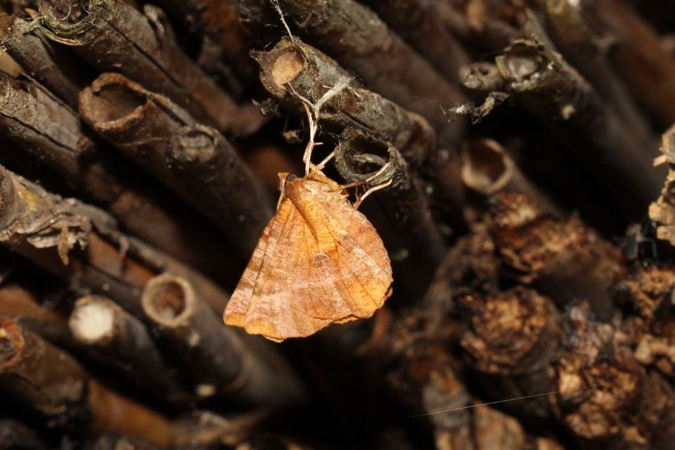 Selenia dentaria - kétfoltos holdasaraszoló