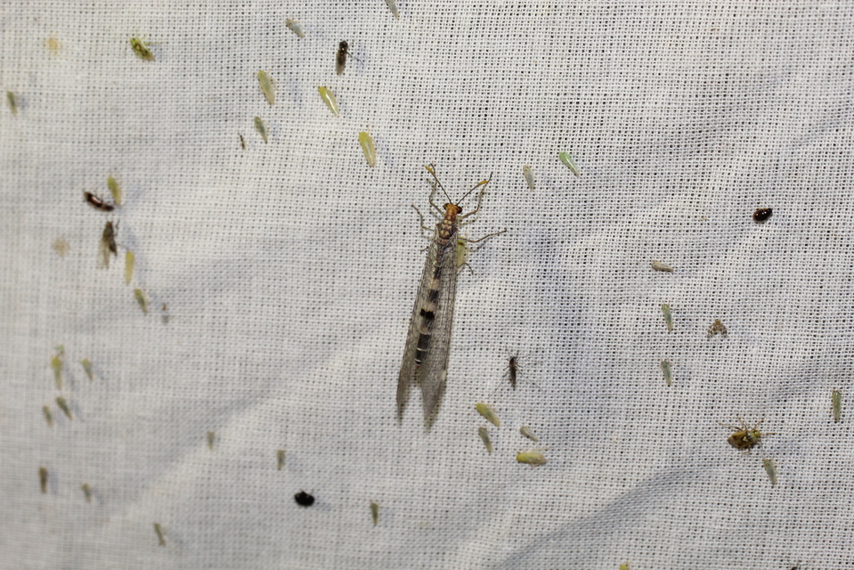 Megistopus flavicornis - kétfoltos hangyaleső