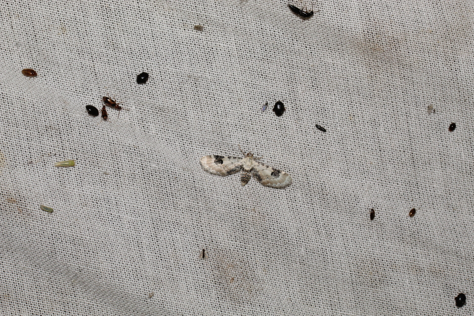 Eupithecia centaureata - búzavirág-törpearaszoló