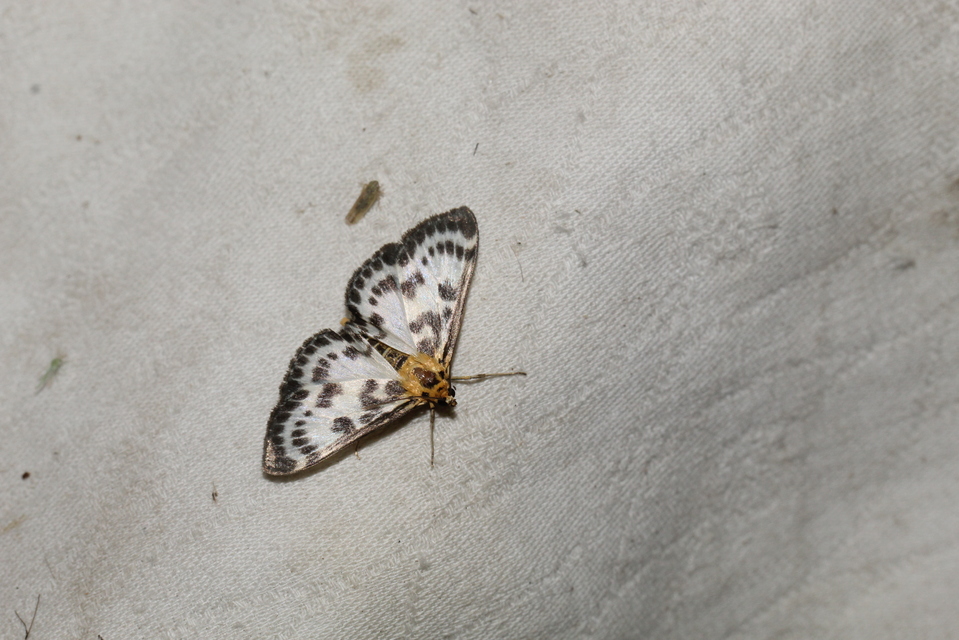 Anania hortulata - tarka csalánmoly