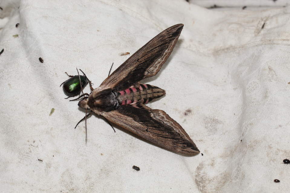 Sphinx ligustri - fagyalszender