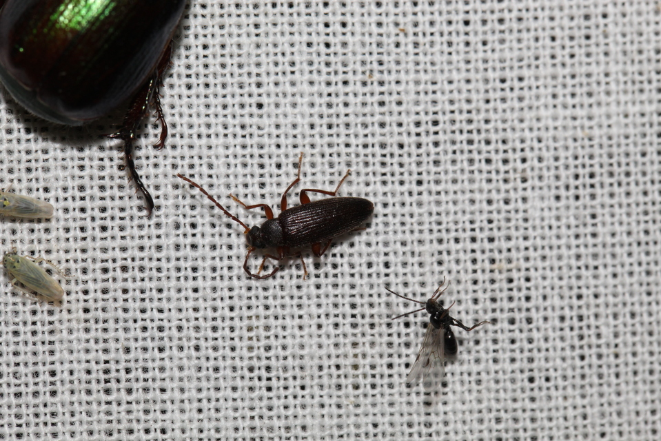 Allecula morio - karcsú alkonybogár Allecula morio - karcsú alkonybogár