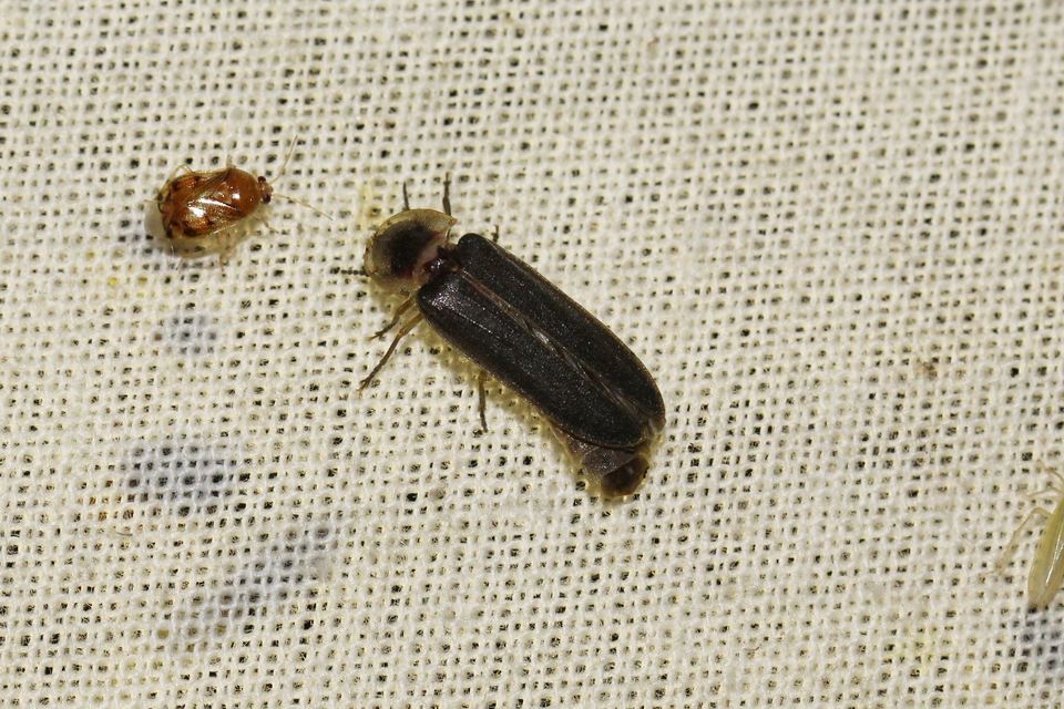 Lampyris noctiluca - nagy szentjánosbogár
