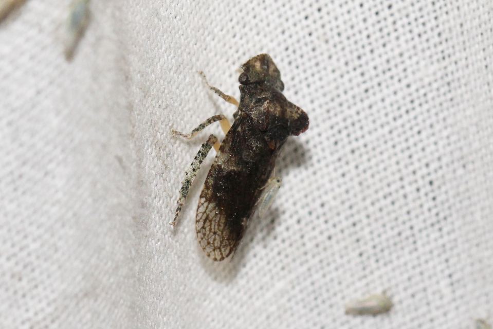 Ledra aurita - füleskabóca