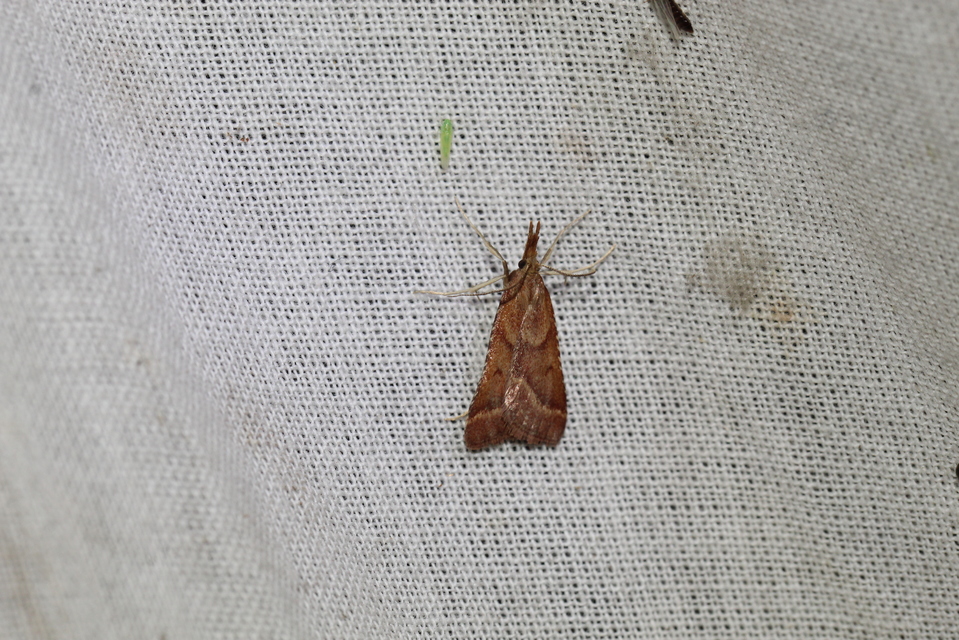 Synaphe punctalis - hosszúlábú fényilonca