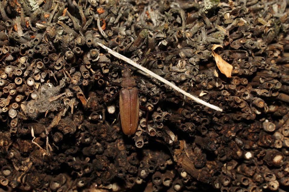 Aegosoma scabricorne - diófacincér